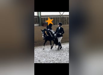 Kuc walijski sekcji A, Klacz, 10 lat, 128 cm, Kara