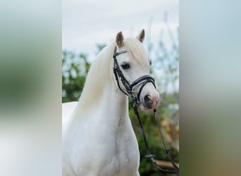 Kuc walijski sekcji A, Klacz, 11 lat, 116 cm