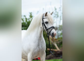 Kuc walijski sekcji A, Klacz, 11 lat, 116 cm