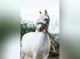 Kuc walijski sekcji A, Klacz, 11 lat, 116 cm