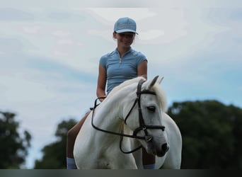 Kuc walijski sekcji A, Klacz, 11 lat, 117 cm, Siwa