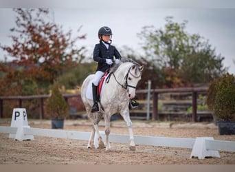 Kuc walijski sekcji A, Klacz, 11 lat, 135 cm, Siwa