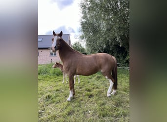 Kuc walijski sekcji A, Klacz, 12 lat, 117 cm, Kasztanowata