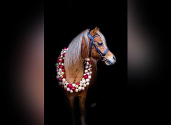 Kuc walijski sekcji A, Klacz, 12 lat, 118 cm, Kasztanowata