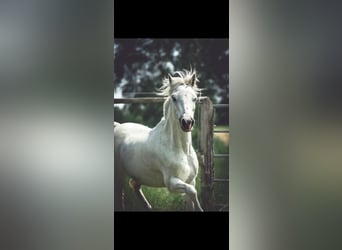 Kuc walijski sekcji A, Klacz, 12 lat, 120 cm, Siwa