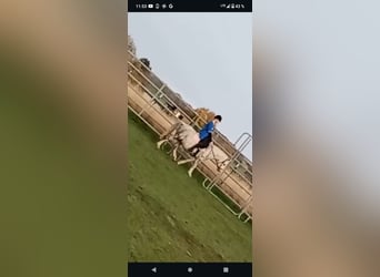 Kuc walijski sekcji A, Klacz, 12 lat, 121 cm, Siwa