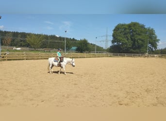 Kuc walijski sekcji A, Klacz, 13 lat, 115 cm, Siwa