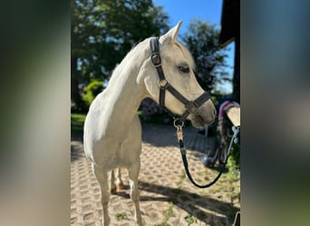 Kuc walijski sekcji A, Klacz, 13 lat, 120 cm, Siwa
