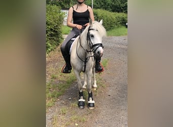 Kuc walijski sekcji A, Klacz, 14 lat, 110 cm, Siwa