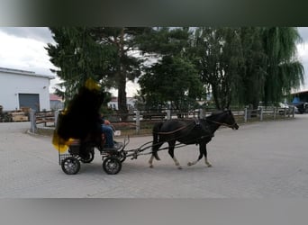 Kuc walijski sekcji A, Klacz, 14 lat, 120 cm, Kara