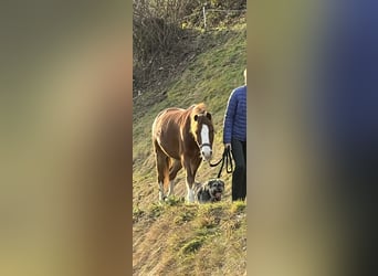 Kuc walijski sekcji A, Klacz, 14 lat, 125 cm, Kasztanowata
