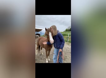Kuc walijski sekcji A, Klacz, 14 lat, 125 cm, Kasztanowata
