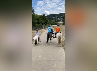 Kuc walijski sekcji A, Klacz, 15 lat, 118 cm, Gniada