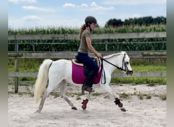 Kuc walijski sekcji A, Klacz, 15 lat, 118 cm, Siwa