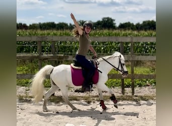 Kuc walijski sekcji A, Klacz, 15 lat, 118 cm, Siwa
