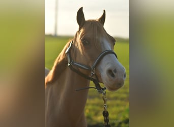 Kuc walijski sekcji A Mix, Klacz, 16 lat, 116 cm, Cisawa