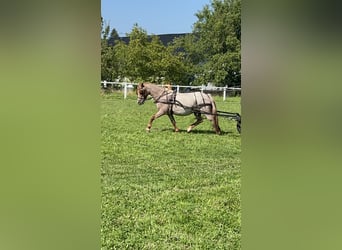 Kuc walijski sekcji A, Klacz, 17 lat, 123 cm, Kasztanowatodereszowata