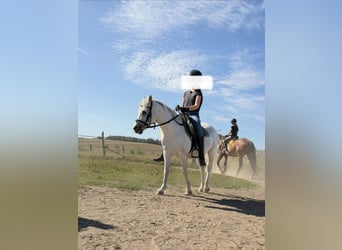 Kuc walijski sekcji A, Klacz, 18 lat, 115 cm, Siwa