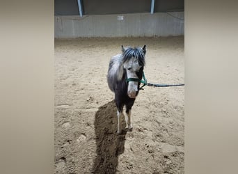 Kuc walijski sekcji A, Klacz, 1 Rok, 110 cm, Sabino