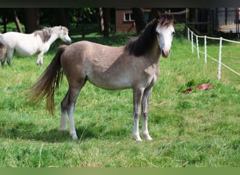 Kuc walijski sekcji A, Klacz, 1 Rok, 114 cm, Siwa