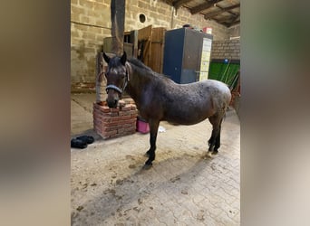 Kuc walijski sekcji A, Klacz, 23 lat, 120 cm, Gniada