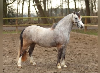 Kuc walijski sekcji A, Klacz, 2 lat, 118 cm, Siwa