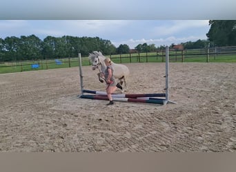 Kuc walijski sekcji A, Klacz, 3 lat, 115 cm, Siwa