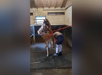 Kuc walijski sekcji A, Klacz, 3 lat, 115 cm, Siwa