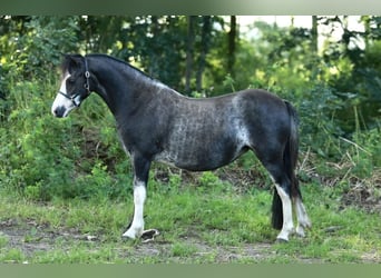 Kuc walijski sekcji A, Klacz, 3 lat, 117 cm, Sabino