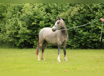 Kuc walijski sekcji A, Klacz, 3 lat, 117 cm, Siwa