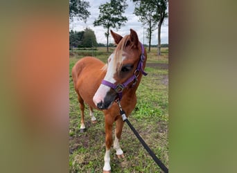 Kuc walijski sekcji A, Klacz, 3 lat, 118 cm, Kasztanowata