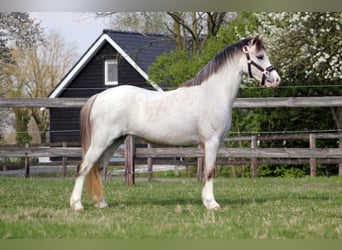 Kuc walijski sekcji A, Klacz, 3 lat, 118 cm, Kasztanowatodereszowata