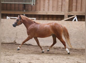 Kuc walijski sekcji A, Klacz, 3 lat, 122 cm, Kasztanowata