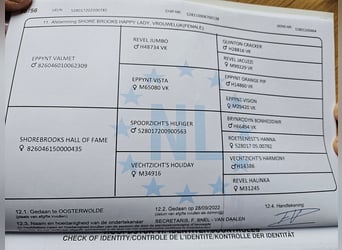 Kuc walijski sekcji A, Klacz, 3 lat, 123 cm, Siwa jabłkowita