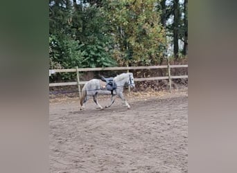 Kuc walijski sekcji A, Klacz, 3 lat, 123 cm, Siwa jabłkowita