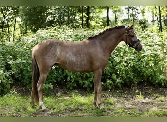 Kuc walijski sekcji A, Klacz, 3 lat, 125 cm, Kasztanowata