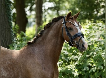 Kuc walijski sekcji A, Klacz, 3 lat, 125 cm, Kasztanowata