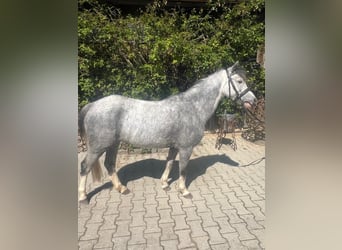 Kuc walijski sekcji A, Klacz, 4 lat, 119 cm, Siwa