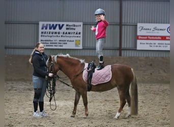 Kuc walijski sekcji A, Klacz, 4 lat, 121 cm, Ciemnokasztanowata