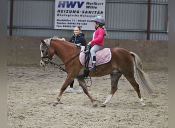 Kuc walijski sekcji A, Klacz, 4 lat, 121 cm, Ciemnokasztanowata