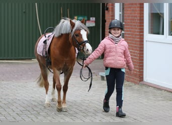 Kuc walijski sekcji A, Klacz, 4 lat, 121 cm, Ciemnokasztanowata