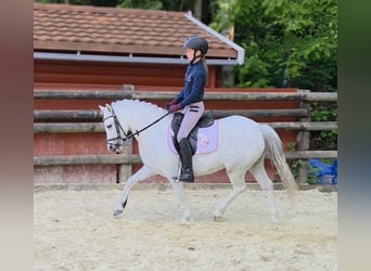 Kuc walijski sekcji A, Klacz, 4 lat, 121 cm, Siwa