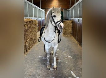 Kuc walijski sekcji A, Klacz, 4 lat, 121 cm, Siwa