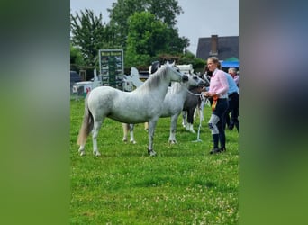 Kuc walijski sekcji A, Klacz, 4 lat, 121 cm, Siwa