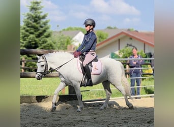 Kuc walijski sekcji A, Klacz, 4 lat, 121 cm, Siwa