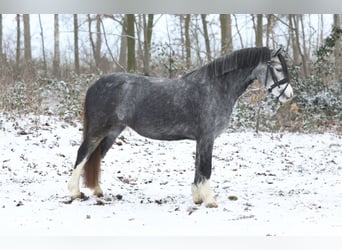 Kuc walijski sekcji A, Klacz, 4 lat, 122 cm, Siwa