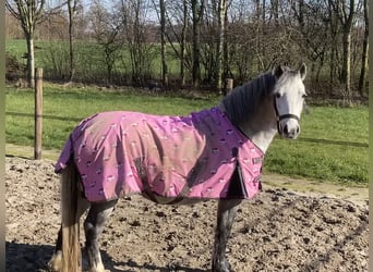 Kuc walijski sekcji A, Klacz, 4 lat, 122 cm, Siwa