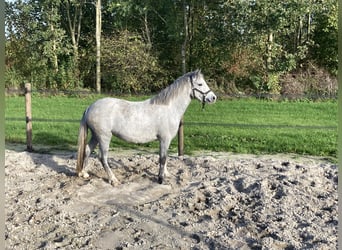 Kuc walijski sekcji A, Klacz, 4 lat, 122 cm, Siwa