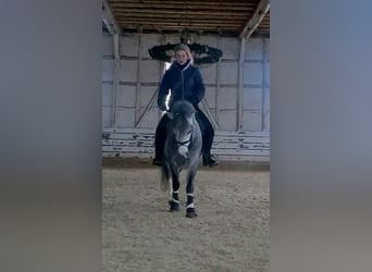 Kuc walijski sekcji A, Klacz, 4 lat, 123 cm, Karosiwa