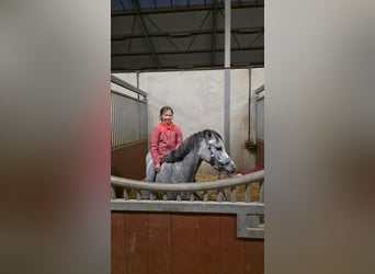 Kuc walijski sekcji A, Klacz, 4 lat, 123 cm, Stalowosiwy